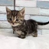 マンチカン(長足)【宮城県・男の子・2025年2月9日・ブラウンタビー】の写真5