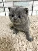ブリティッシュショートヘア【宮城県・男の子・2025年4月14日・ブルー】の写真9