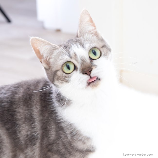 アメリカンショートヘア【・女の子・2022年5月22日・ブルーシルバータビー&amp;ホワイト】「常に舌が出ちゃってる愛おしい子です🥰」