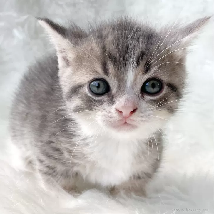 ID：2403-01806の子猫