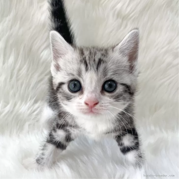 ID：2407-00662の子猫