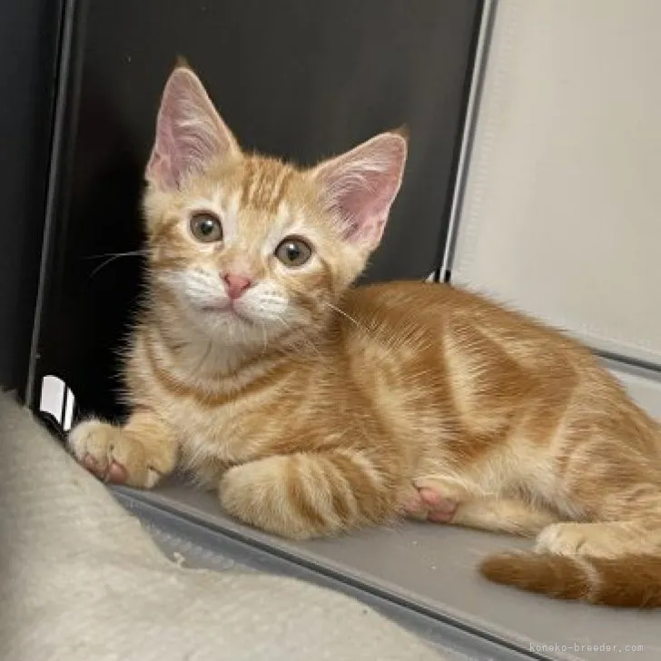 ID:2309-00530の子猫