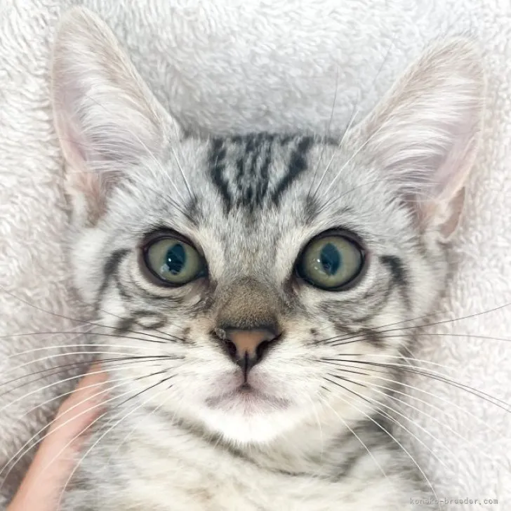 ID：2308-00006の子猫