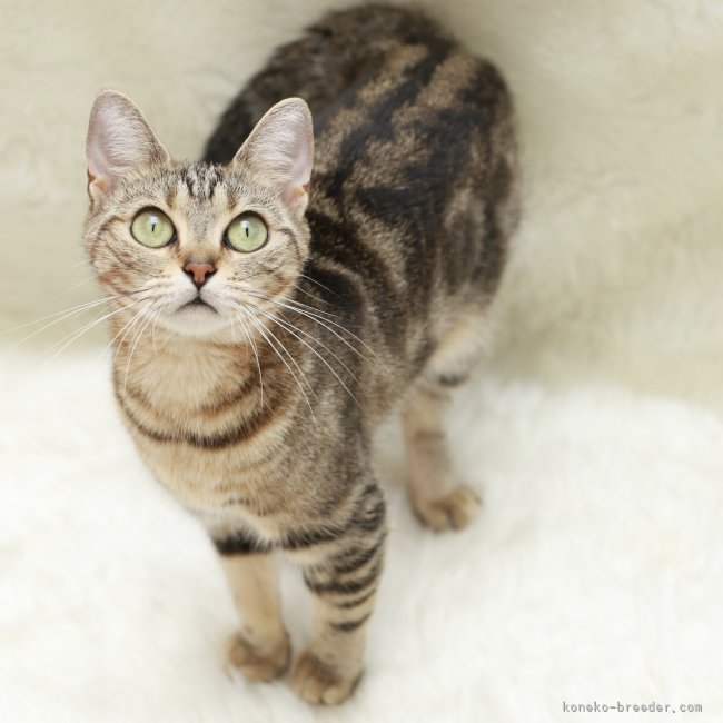 アメリカンショートヘア【・女の子・2022年5月9日・ブラウンタビー】