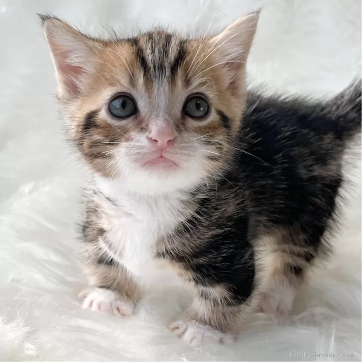 ID:2403-01812の子猫