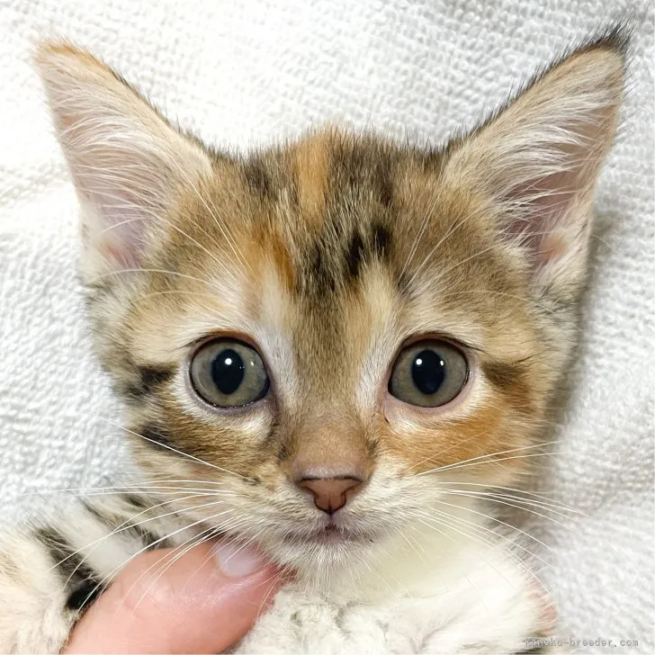 ID：2308-00011の子猫