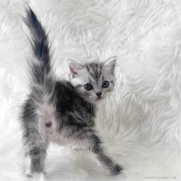 ID：2402-01919の子猫