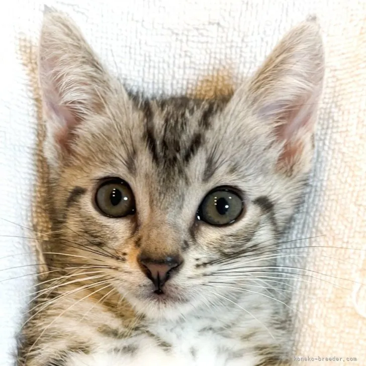 ID：2308-00003の子猫