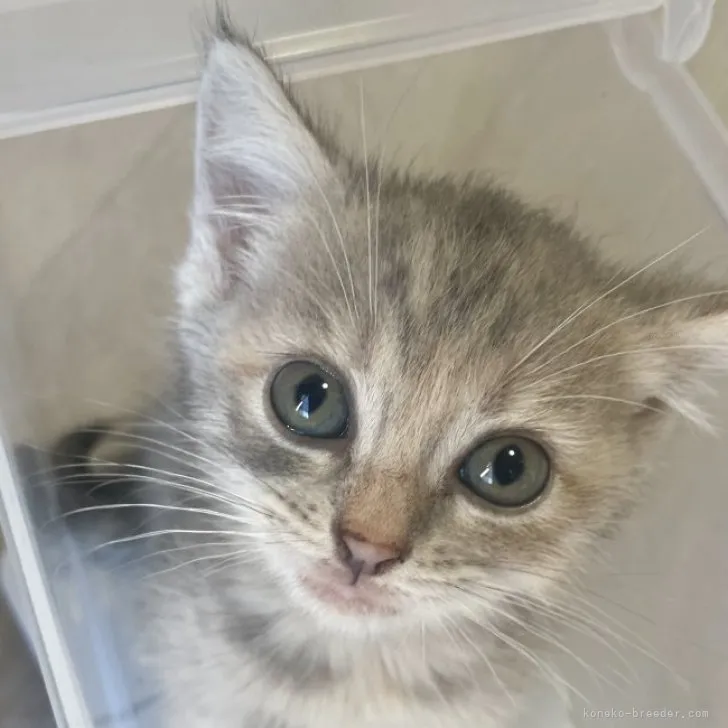 ID：2310-02975の子猫