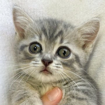 マンチカン(短足)【神奈川県・女の子・2023年8月31日・ブルータビー】の写真「ベビベビフェイスすぎるベビたん👶」