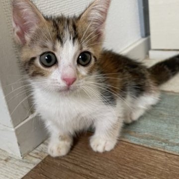 マンチカン【神奈川県・女の子・2023年5月29日・キャリコ（短毛）】の写真「可愛い短足ちゃん」