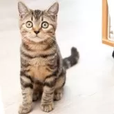 スコティッシュフォールド(立ち耳)【神奈川県・女の子・2024年6月19日・ブラウンタビー】の写真1「少しお姉さんになりました🥰」