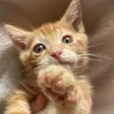 マンチカン(長足)【神奈川県・女の子・2023年6月8日・レッドタビー】の写真2