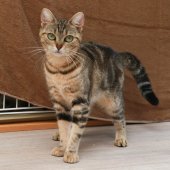 アメリカンショートヘア【・女の子・2022年5月9日・ブラウンタビー】