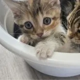 マンチカン(短足)【神奈川県・女の子・2023年6月6日・ブラウンパッチドマッカレルタビー】の写真2