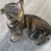 マンチカン(長足)【神奈川県・女の子・2024年4月24日・ブラウンパッチドタビー】の写真2「珍しいブラウンパッチドタビー♡」