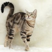 アメリカンショートヘア【・女の子・2022年5月9日・ブラウンタビー】