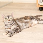 アメリカンショートヘア【・女の子・2022年5月21日・シルバーパッチドタビー】