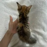 マンチカン(短足)【神奈川県・女の子・2023年6月6日・ブラウンパッチドマッカレルタビー】の写真3