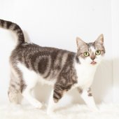 アメリカンショートヘア【・女の子・2022年5月22日・ブルーシルバータビー&ホワイト】