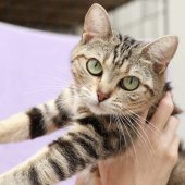 アメリカンショートヘア【・女の子・2022年5月9日・ブラウンタビー】