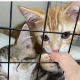 マンチカン(長足)【神奈川県・女の子・2023年6月8日・レッドタビー】の写真4