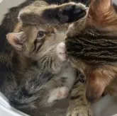 マンチカン(短足)【神奈川県・女の子・2023年6月6日・ブラウンパッチドマッカレルタビー】の写真4