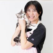 アメリカンショートヘア【・女の子・2022年5月22日・ブルーシルバータビー&ホワイト】