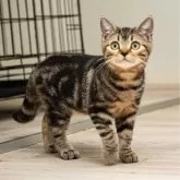 スコティッシュフォールド(立ち耳)【神奈川県・女の子・2024年6月19日・ブラウンタビー】の写真5