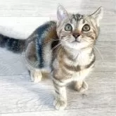 マンチカン(長足)【神奈川県・女の子・2024年4月24日・ブラウンパッチドタビー】の写真5