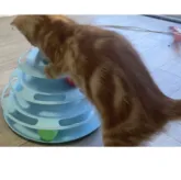 マンチカン(長足)【神奈川県・女の子・2023年6月8日・レッドタビー】の写真5「綺麗なクラシックタビーです🥰」