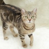 アメリカンショートヘア【・女の子・2022年5月9日・ブラウンタビー】