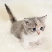 マンチカン(短足)【神奈川県・女の子・2025年8月1日・ダイキュートキャリコ】の写真10