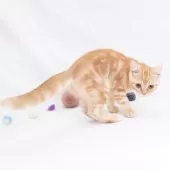 スコティッシュフォールド(立ち耳)【神奈川県・男の子・2025年4月26日・クリームタビー】の写真10