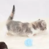 マンチカン(短足)【神奈川県・女の子・2025年8月1日・ダイキュートキャリコ】の写真11