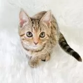 マンチカン(長足)【神奈川県・女の子・2024年12月29日・ブラウンスポッテッドタビー】の写真11