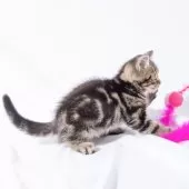 スコティッシュフォールド(立ち耳)【神奈川県・男の子・2025年4月26日・ブラウンタビー】の写真10