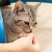 スコティッシュフォールド(立ち耳)【神奈川県・女の子・2025年4月26日・シルバーマッカレルタビー】の写真11