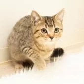 スコティッシュフォールド(立ち耳)【神奈川県・女の子・2025年7月14日・ブラウンスポッテッドタビー】の写真6