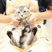 スコティッシュフォールド(立ち耳)【神奈川県・男の子・2025年7月14日・シルバーマッカレルタビー】の写真12