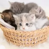 マンチカン(短足)【神奈川県・女の子・2025年8月1日・ダイキュートキャリコ】の写真12