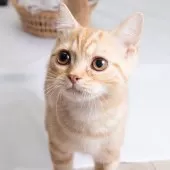 スコティッシュフォールド(立ち耳)【神奈川県・男の子・2025年4月26日・クリームタビー】の写真12