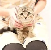 スコティッシュフォールド(立ち耳)【神奈川県・女の子・2025年7月14日・ブラウンスポッテッドタビー】の写真12