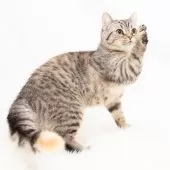 スコティッシュフォールド(立ち耳)【神奈川県・女の子・2025年4月26日・シルバーマッカレルタビー】の写真2