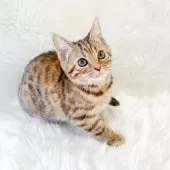 マンチカン(長足)【神奈川県・女の子・2024年12月29日・ブラウンスポッテッドタビー】の写真12