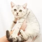 スコティッシュフォールド(立ち耳)【神奈川県・女の子・2025年7月14日・シルバーマッカレルタビー】の写真5