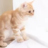 スコティッシュフォールド(立ち耳)【神奈川県・男の子・2025年4月26日・クリームタビー】の写真13