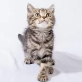 スコティッシュフォールド(立ち耳)【神奈川県・男の子・2025年4月26日・ブラウンタビー】の写真12