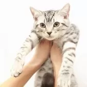 スコティッシュフォールド(立ち耳)【神奈川県・男の子・2025年7月14日・シルバーマッカレルタビー】の写真13