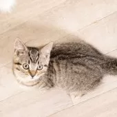 スコティッシュフォールド(立ち耳)【神奈川県・男の子・2025年1月19日・ブラウンマッカレルタビー】の写真13